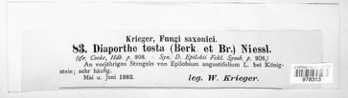 Seimatosporium tostum image